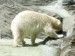 Medvěd lední.jpg